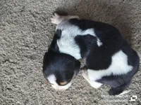 Kimmy (Saddie) - updated 😊, a female Basset Hound for sale in Gruetli-Laager, TN – Photo 2 of 6