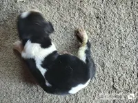 Kimmy (Saddie) - updated 😊, a female Basset Hound for sale in Gruetli-Laager, TN – Photo 3 of 6