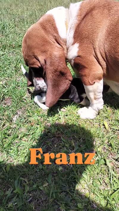 Franz (video added), a male Basset Hound for sale in Gruetli-Laager, TN – 2 of 8