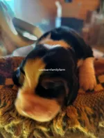 Nancy Hicks-Gribble, a female Basset Hound for sale in Gruetli Laager, TN – 3 of 4