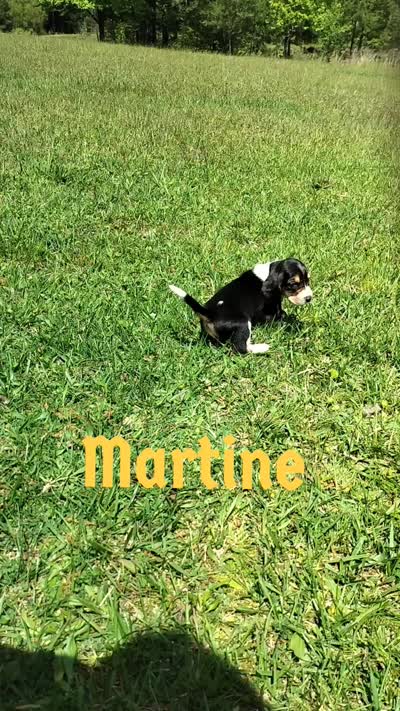 Martine (video added), a female Basset Hound for sale in Gruetli-Laager, TN – 2 of 8