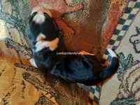 Nancy Hicks-Gribble, a female Basset Hound for sale in Gruetli Laager, TN – 2 of 4