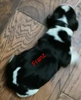 Franz, a male Basset Hound for sale in Gruetli-Laager, TN – Photo 2 of 6