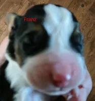 Franz, a male Basset Hound for sale in Gruetli-Laager, TN – Photo 3 of 6