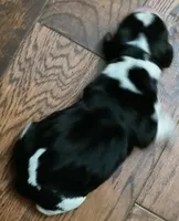 Franz, a male Basset Hound for sale in Gruetli-Laager, TN – Photo 5 of 6