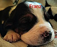 Franz (video added), a male Basset Hound for sale in Gruetli-Laager, TN – 1 of 8