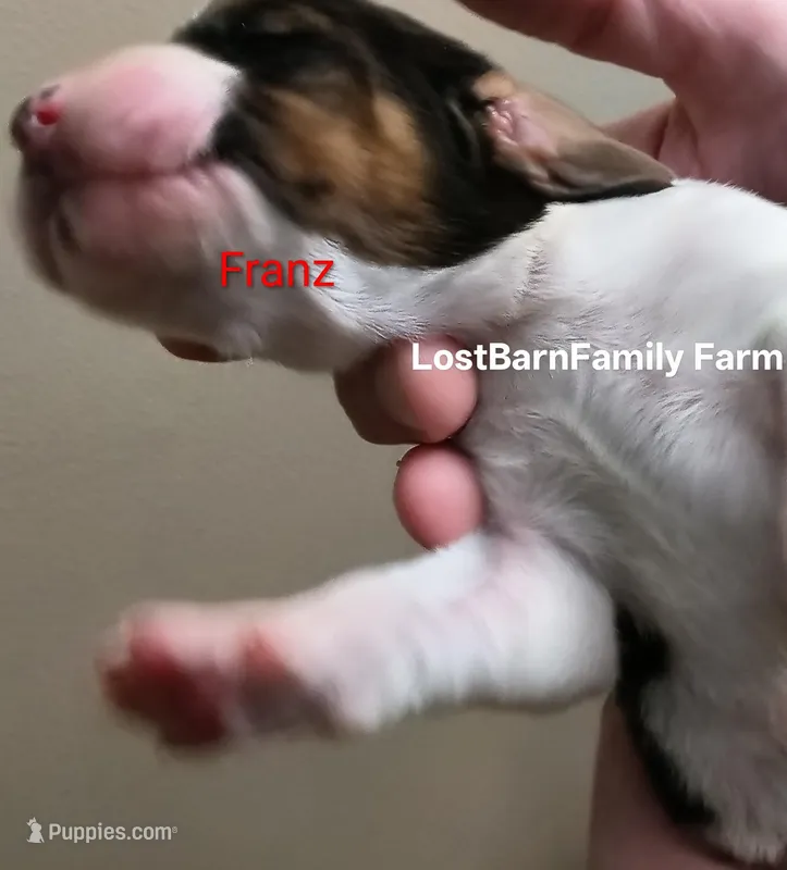 Franz – Basset Hound puppy for sale in Gruetli-Laager, TN