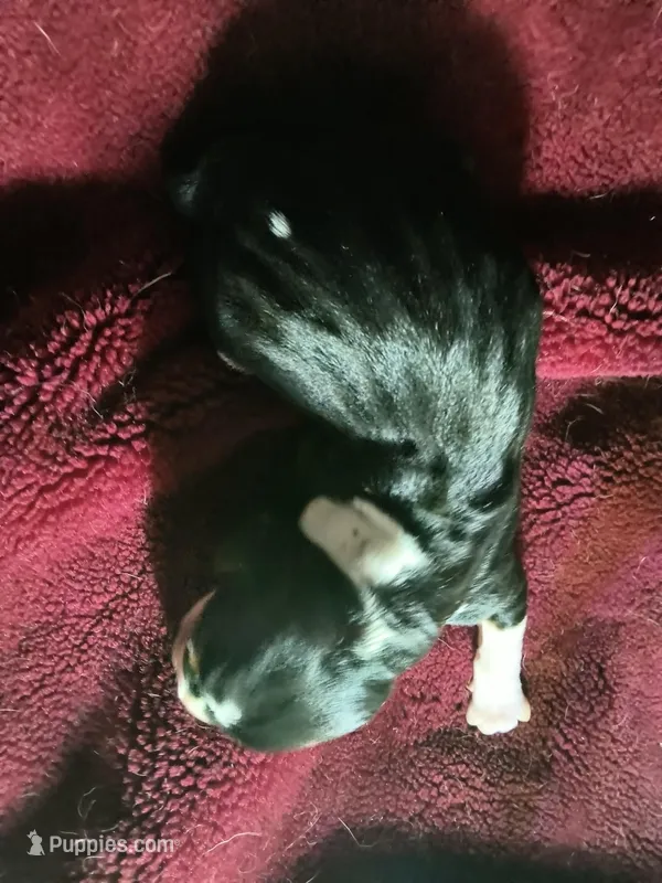 Mangus, a male Basset Hound for sale in Gruetli-Laager, TN – Photo 1 of 3