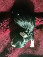 Mangus, a male Basset Hound for sale in Gruetli-Laager, TN – Photo 1 of 3