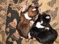 Bobby Hill, a male Basset Hound for sale in Gruetli Laager, TN – 3 of 3