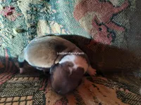 Peggy Hill, a female Basset Hound for sale in Gruetli Laager, TN – 3 of 4