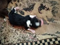Hank, a male Basset Hound for sale in Gruetli-Laager, TN – 2 of 3