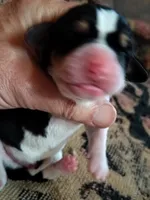 Hank, a male Basset Hound for sale in Gruetli-Laager, TN – 1 of 3