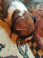 Peggy Hill, a female Basset Hound for sale in Gruetli Laager, TN – 4 of 4