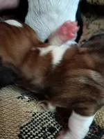 Bobby Hill, a male Basset Hound for sale in Gruetli Laager, TN – 2 of 3