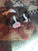 Luanne Platter, a female Basset Hound for sale in Gruetli Laager, TN – 1 of 4