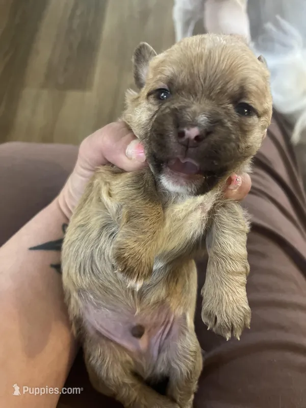 Butch – Shih Tzu puppy for sale in Albuquerque, NM