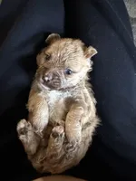 Butch, a male Shih Tzu for sale in Albuquerque, NM – Photo 2 of 4