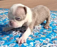 Maggie, a female Boston Terrier for sale in Silex, MO – 7 of 9