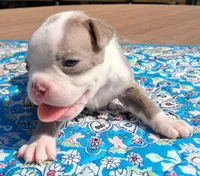 MIlly, a female Boston Terrier for sale in Silex, MO – 3 of 10