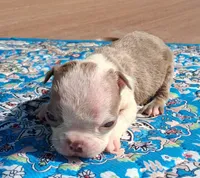 Maisey, a female Boston Terrier for sale in Silex, MO – 5 of 9