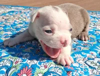 Marcy, a female Boston Terrier for sale in Silex, MO – 5 of 9