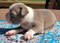 Mary, a female Boston Terrier for sale in Silex, MO – 5 of 10