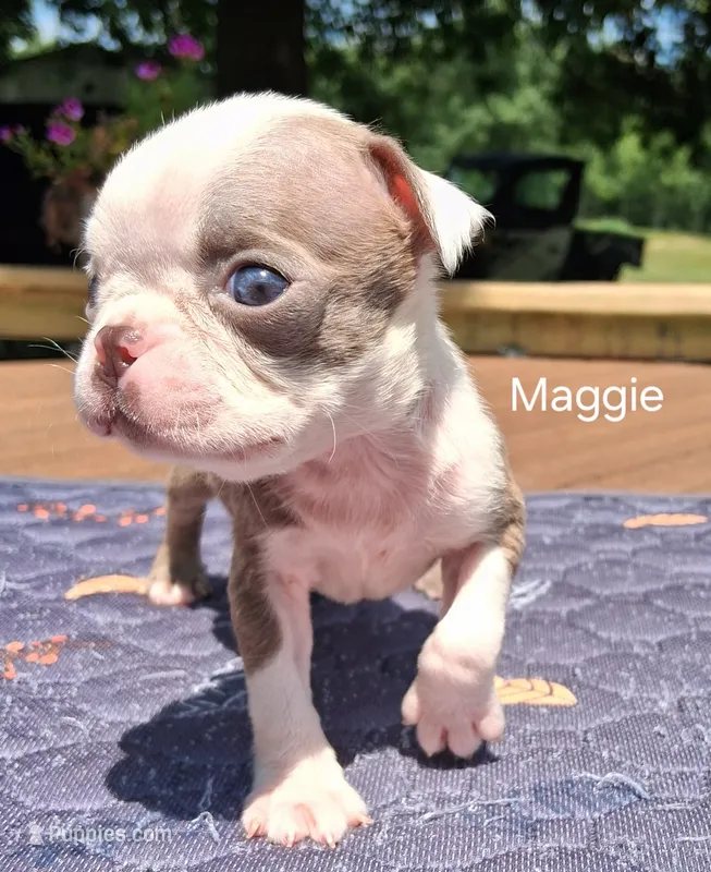 Maggie – Boston Terrier puppy for sale in Silex, MO