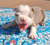 Marcy, a female Boston Terrier for sale in Silex, MO – 8 of 9
