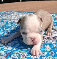 Maggie, a female Boston Terrier for sale in Silex, MO – 3 of 9