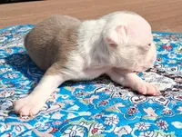 Marcy, a female Boston Terrier for sale in Silex, MO – 4 of 9