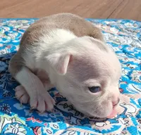 Marcy, a female Boston Terrier for sale in Silex, MO – 6 of 9