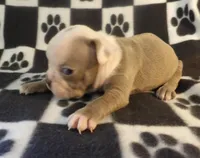 Josie, a female Boston Terrier for sale in Silex, MO – Photo 7 of 9