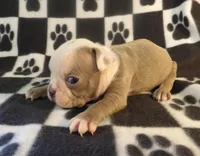 Josie, a female Boston Terrier for sale in Silex, MO – Photo 9 of 9