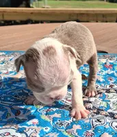 Maisey, a female Boston Terrier for sale in Silex, MO – 8 of 9