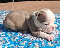 Maggie, a female Boston Terrier for sale in Silex, MO – 8 of 9