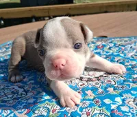 Max, a male Boston Terrier for sale in Silex, MO – 2 of 9