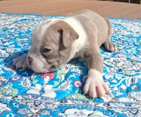 Mary, a female Boston Terrier for sale in Silex, MO – 2 of 10