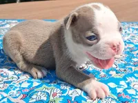 MIlly, a female Boston Terrier for sale in Silex, MO – 2 of 10