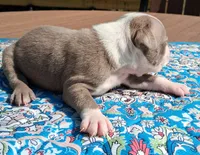 Mary, a female Boston Terrier for sale in Silex, MO – 8 of 10