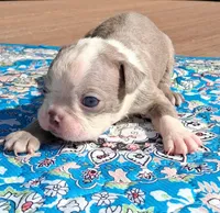 Moe, a male Boston Terrier for sale in Silex, MO – 7 of 9