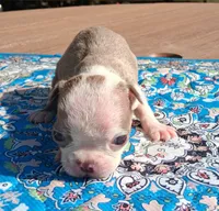 Maisey, a female Boston Terrier for sale in Silex, MO – 2 of 9