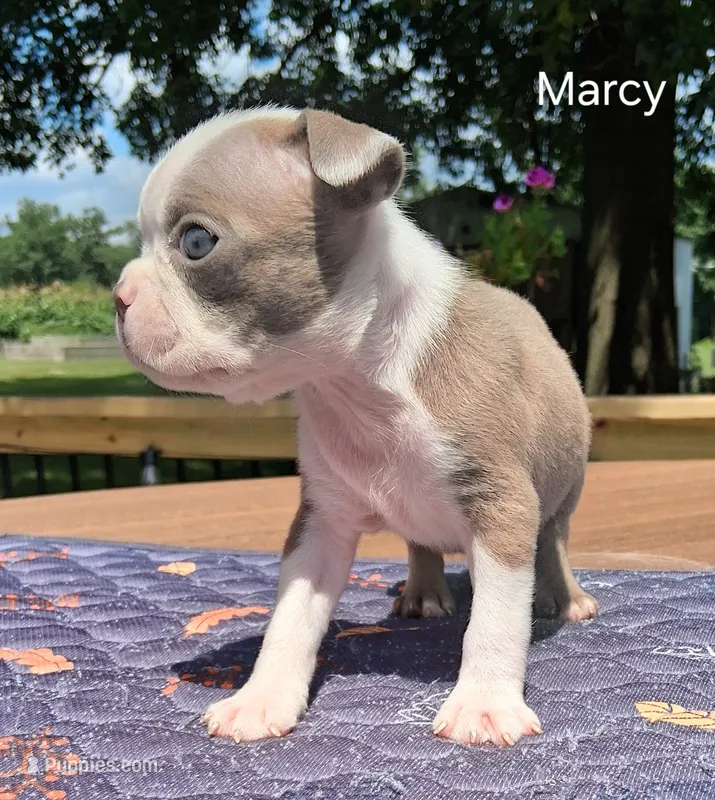 Marcy – Boston Terrier puppy for sale in Silex, MO