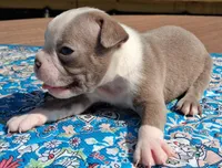Mary, a female Boston Terrier for sale in Silex, MO – 1 of 10