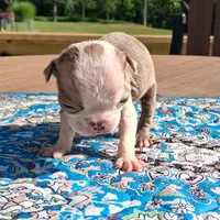 Maisey, a female Boston Terrier for sale in Silex, MO – 9 of 9