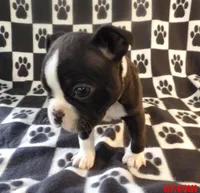 Harry, a male Boston Terrier for sale in Silex, MO – Photo 10 of 10
