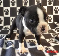 Harry, a male Boston Terrier for sale in Silex, MO – Photo 7 of 10