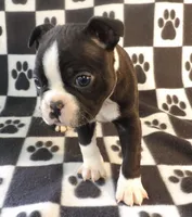 Harry, a male Boston Terrier for sale in Silex, MO – Photo 3 of 10