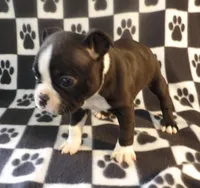 Harry, a male Boston Terrier for sale in Silex, MO – Photo 6 of 10