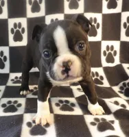 Harry, a male Boston Terrier for sale in Silex, MO – Photo 2 of 10